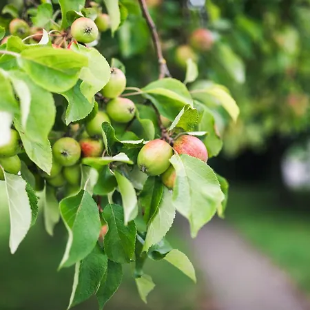Schwalbenhof Penzion